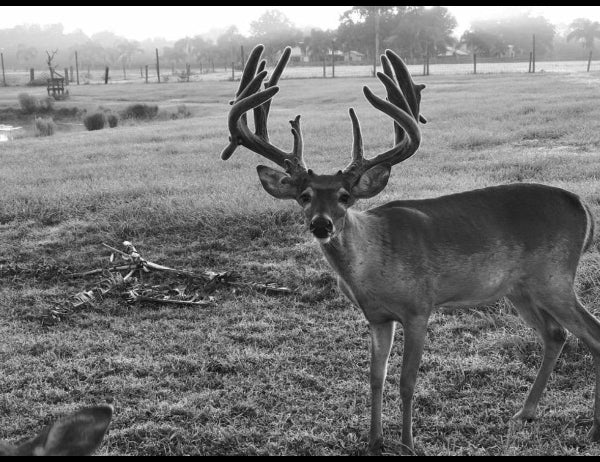 Deer with large antlers standing in a grassy field